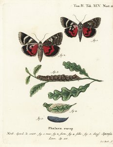Tummanpunainen alussiipi, Catocala sponsa. Johann Carl Bockin käsinvärinen kuparikaiverrus Eugenius Johann Christoph Esperin Die Schmetterlingen mukaan Abbildungen nach der Natur, Erlangen tekijältä Johann Carl Bock