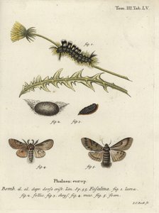 Tumma tuska, Dicallomera fascialina. tekijältä Johann Carl Bock