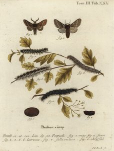 Joulukuukoi, Poecilocampa populi. tekijältä Johann Carl Bock