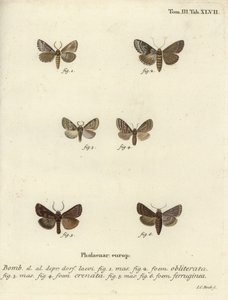 Dingy shell, dusky marbled brown at brown rustic.finn tekijältä Johann Carl Bock