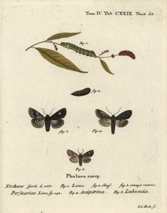 Piste, Melanchra persicariae 1-4 ja Dryobota labecula 5. Johann Carl Bockin käsinvärinen kuparikaiverrus Eugenius Johann Christoph Esperin Die Schmetterlingen mukaan Abbildungen nach der Natur, Erlangen tekijältä Johann Carl Bock