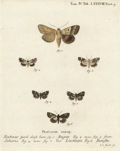 Kaksinkertainen tikka tai ennustaja, Graphiphora augur 1, vaalea olkapää, Acontia lucida 2,3, nelitäpläkoi, Tyta luctuosa 4,5 ja druidikoi, Aedia funesta 6. Johann Carl Bockin käsinvärinen kuparikaiverrus Eugenius Es Johann Christo Diephin mukaan tekijältä Johann Carl Bock