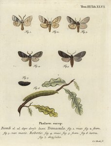 Drymonia dodonaea -perhonen. tekijältä Johann Carl Bock