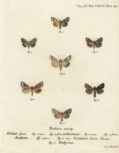 Dusky Sallow, Eremobia ochroleuca 1,4, Cynaeda dentalis 2,3, korvakoi, Amphipoea ocula 5,6 ja tavallinen rustiikki, Mesapamea secalis 7. Johann Carl Bockin käsinvärinen kuparikaiverrus Eugenius Johann Dieperlinge