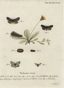 Epatolmis caesarea ja Penthophera morio -perhoset. tekijältä Johann Carl Bock