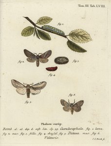 Kuva kahdeksan, niellä näkyvä ja Drymonia velitaris koi. tekijältä Johann Carl Bock