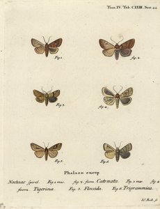 Röyhkeä kastanja, Agrochola helvola 1,2, pilkullinen kastanja, Conistra rubiginea 3,4, ruskea viiva kirkassilmä, Mythimna conigera 5 ja diskanttiviivat, Charanyca trigrammica 6. Johann Carl Johanin käsinvärinen kuparilevykaiverrus Eugenin Christophin mukaa tekijältä Johann Carl Bock