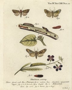 Hummettu oranssi koi, Gortyna flavago 1,2 ja kulmasävyt, Phlogophora meticulosa 3-7. Johann Carl Bockin käsinvärinen kuparikaiverrus Eugenius Johann Christoph Esperin Perhoset luontokuvissa, Erlangenin mukaan tekijältä Johann Carl Bock