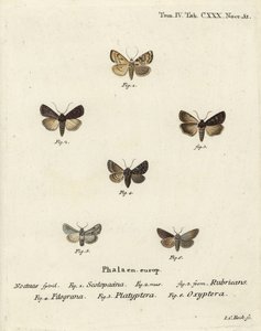 Garden dart, Euxoa nigricans 1-3, Hadena filograna 4, antirrhinum brocade, Calophasia platyptera 5, Simyra nervosa 6. Handcoloured copperplate engraving ni Johann Carl Bock pagkatapos ng Eugenius Johann Christoph Esper