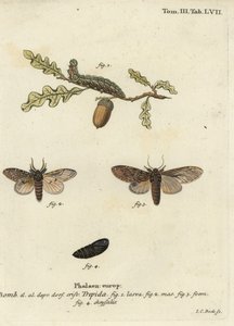 Suuri näkyvä, Peridea anceps. tekijältä Johann Carl Bock