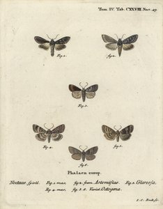 Vihreä hopeahai, Cucullia argentea 1,2, syksyinen rustiikki, Eugnorisma glareosa 4, kahdeksankymmenen figuuri, Tethea ocularis 4-6. Johann Carl Bockin käsinvärinen kuparikaiverrus Eugenius Johann Christoph Esperin Die Schmetterlingen mukaan Abbildunissa tekijältä Johann Carl Bock