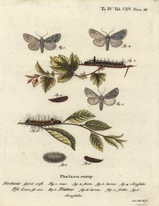 Harmaa tikari, Acronicta psi 1-4 ja tumma tikari, Acronicta tridens 5-8. Johann Carl Bockin käsinvärinen kuparikaiverrus Eugenius Johann Christoph Esperin Perhoset kuvituksessa luonnosta, Erlangen tekijältä Johann Carl Bock