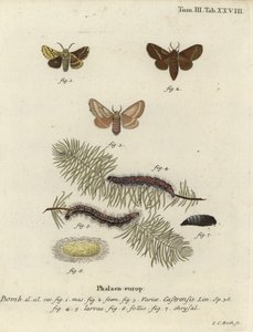Malacosoma castrense. tekijältä Johann Carl Bock