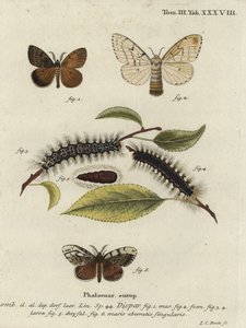 Mustalaiskoi, Lymantria dispar.