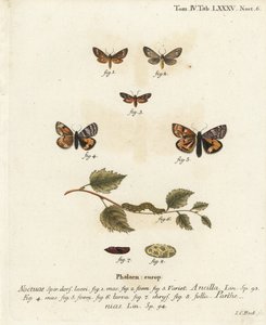 Palvelijakoi, Dysauxes ancilla 1-3 ja oranssi alussiipi, Archiearis parthenias 4-8. Johann Carl Bockin käsinvärinen kuparikaiverrus Eugenius Johann Christoph Esperin Perhoset kuvituksessa luonnosta, Erlangen tekijältä Johann Carl Bock