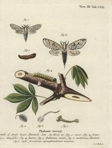 Leopardikoi, Zeusera-ydin.