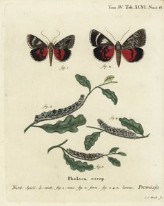 Vaaleanpunainen koi, Catocala promissa. Johann Carl Bockin käsinvärinen kuparikaiverrus Eugenius Johann Christoph Esperin Perhoset kuvituksessa luonnosta Erlangenin mukaan tekijältä Johann Carl Bock