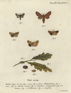 Malacosoma franconicum -yökkönen ja festoon, Apoda limacodes. tekijältä Johann Carl Bock