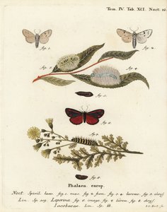 Miller-koi, Acronicta leporina 1-5 ja kiinarikoi, Tyria jacobaeae 6-8. Johann Carl Bockin käsinvärinen kuparikaiverrus Eugenius Johann Christoph Esperin Perhoset kuvituksessa luonnosta, Erlangen tekijältä Johann Carl Bock