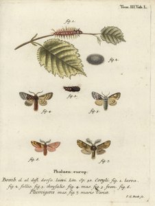 Pähkinä-puun tussock ja plumed näkyvästi. tekijältä Johann Carl Bock