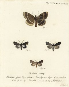 Vanha rouva tai musta alussiipi, Mormo maura 1, itäinen alkymisti, Aedia leucomelas 2 ja Dypterygia scabriuscula 3,4. Johann Carl Bockin käsinvärinen kuparikaiverrus Eugenius Johann Christoph Esperin Perhoset Na:n kuvituksessa tekijältä Johann Carl Bock