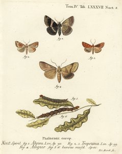Matkustajakoi, Dysgonia algira 1, dun-bar, Cosmia trapezina 2-3, kaksinkertainen tikka tai ennustaja, Graphiphora augur 4, toukat 5-6. Johann Carl Bockin käsinvärinen kuparikaiverrus Eugenius Johann Christoph Esperin Die Schmetterlingen mukaan Abbildungen 
