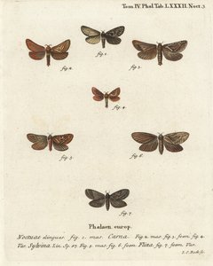 Pharmacis carna 2-4, oranssi swift, Triodia sylvina 5,6 ja kultainen swift, Phymatopus hecta 7. Johann Carl Bockin käsinvärinen kuparikaiverrus Eugenius Johann Christoph Esperin Perhoset kuvituksessa luonnosta, Erlangen tekijältä Johann Carl Bock
