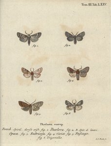 Jauhettu quaker, punainen kastanja, tiilikoi jne. tekijältä Johann Carl Bock