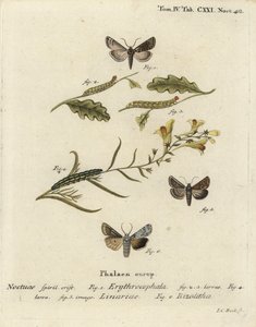 Punapäinen kastanja, Conistra erythrocephala 1-4, toadflax brocade, Calophasia lunula 5 ja harmaa lapasolmu, Lithophane ornitopus 6. Johann Carl Bockin käsinvärinen kuparikaiverrus Eugenius Johann Christoph Esperin A Schmetterlingen mukaan. tekijältä Johann Carl Bock