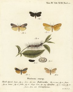 Punakaula-jalkamies, Atolmis rubricollis 1,, nelitäpläinen jalkamies, Lithosia quadra 2-6 ja puhvisjalkija, Katha depressa 7,9. Johann Carl Bockin käsinvärinen kuparikaiverrus Eugenius Johann Christoph Esperin Die Schmetterlingen mukaan Abbildungen na tekijältä Johann Carl Bock