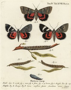 Punainen alussiipikoi, Catocala nupta. Johann Carl Bockin käsinvärinen kuparikaiverrus Eugenius Johann Christoph Esperin Perhoset kuvituksessa luonnosta, Erlangen