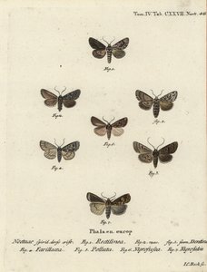 Saksikoi, Hyppa rectilinea 1, leikkurikoi, Hada plebeja 2,3, suon tikari, Acronicta strigosa 4, ruskeapilkkuhammas, Agrochola litura 5, valkoviivainen tikka, Euxoa nigrofusca 6, Opigena polygona 7. Käsinvärjätty kuparikaiverrus Joplatehann Carl Bock jälkee tekijältä Johann Carl Bock