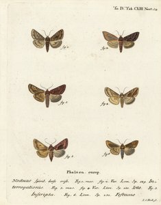 Niukka hopea Y, Syngrapha interrogationis 1,2, sileä kultainen Y, Autographa jota 3-5, kultatäplä, Plusia festucae 6. Johann Carl Bockin käsinvärinen kuparikaiverrus Eugenius Johann Christoph Esperin Perhoset kuvissa natin jälkeen tekijältä Johann Carl Bock