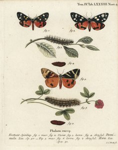 Scarlet tiger moth, Callimorpha dominula 1-4 ja Jersey tiikeri koi, Euplagia quadripunctaria 5-7. Johann Carl Bockin käsinvärinen kuparikaiverrus Eugenius Johann Christoph Esperin Perhoset kuvituksessa luonnosta, Erlangen