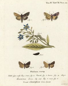Silver Y -koi, Autographa gamma 1-4 ja Essex Y -koi, Cornutiplusia circumflexa 5,6. Johann Carl Bockin käsinvärinen kuparikaiverrus Eugenius Johann Christoph Esperin Perhoset kuvituksessa luonnosta, Erlangen tekijältä Johann Carl Bock