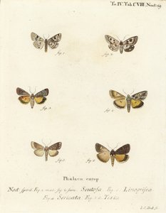 Täpläapila, Schinia scutosa 1,2, Epilecta linogrisea 3, Guernsey alussiipi, Polyphaenis sericata 4 ja olkialussiipi, Thalpophila matura 5,6. Johann Carl Bockin käsinvärinen kuparikaiverrus Eugenius Johann Christoph Esperin Die Schmetten mukaan tekijältä Johann Carl Bock