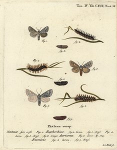 Sweet myrskykoi, Acronicta euphorbiae 1-5, niukka tikari, Acronicta auricoma 6 ja oksaruohokoi, Acronicta rumicis 7-9. Johann Carl Bockin käsinvärinen kuparikaiverrus Eugenius Johann Christoph Esperin Die Schmetterlingen mukaan Abbildungen nac tekijältä Johann Carl Bock