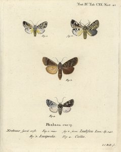 Trichosea ludifica 1,2, etelärustiikki, Rhyacia lucipeta 3 ja Lamprosticta culta 4. Johann Carl Bockin käsinvärinen kuparikaiverrus Eugenius Johann Christoph Esperin Perhoset kuvituksessa luonnosta, Erlangen tekijältä Johann Carl Bock