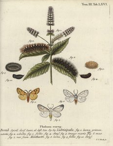 Valkohermeli, Spilosoma lubricipeda. tekijältä Johann Carl Bock