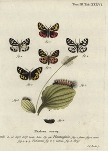 Wood tigre moth, Parasemia plantaginis.finn
