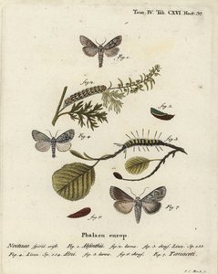 Koiruohokoi, Cucullia absinthii 1-3, leppäkoi, Acronicta alni 4-6 ja Cucullia tanaceti 7. Johann Carl Bockin käsinvärinen kuparikaiverrus Eugenius Johann Christoph Esperin Perhoset kuvituksessa luonnon jäljillä, Erlangen tekijältä Johann Carl Bock