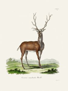 Elk  Kirjoittanut Johann Christian Daniel Von Schreber. tekijältä Johann Christian Daniel Von Schreber