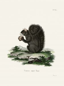 Fox Squirrel  Kirjoittanut Johann Christian Daniel von Schreber. tekijältä Johann Christian Daniel Von Schreber