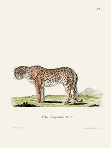 Leopardi, Johann Andreas Wagener tekijältä Johann Christian Daniel Von Schreber
