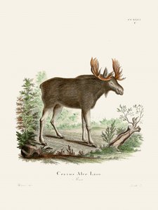 Moose, kirjoittanut Johann Christian Daniel von Schreber. tekijältä Johann Christian Daniel Von Schreber