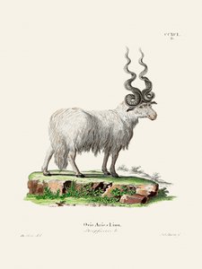 Ovis Aries, kirjoittajat Johann Andreas Wagener ja Johann Christian Daniel Von Schreber. tekijältä Johann Christian Daniel Von Schreber