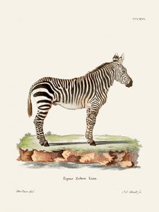 Zebra teoksesta Nisäkkäät (1778–1855), kirjoittanut Johann Christian Daniel von Schreber. tekijältä Johann Christian Daniel Von Schreber