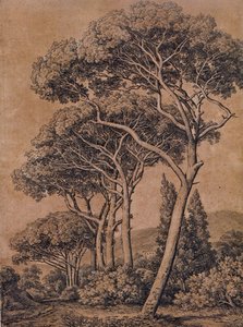 J C Reinhart Sateenvarjomännyt 1791 tekijältä Johann Christian Reinhart