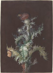 Ohdake hyönteisten kanssa, c. 1755.