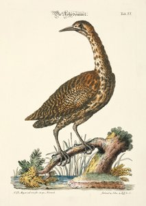 Eurasian Bittern